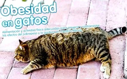 котки