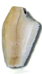 камбала