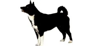 куче