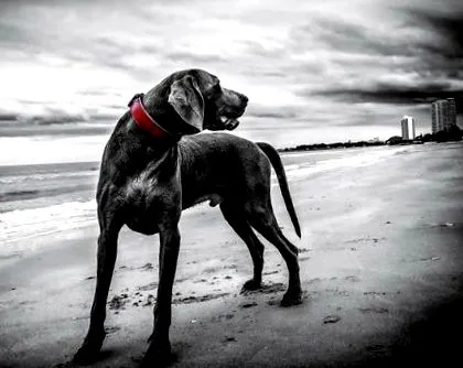 royal canin
