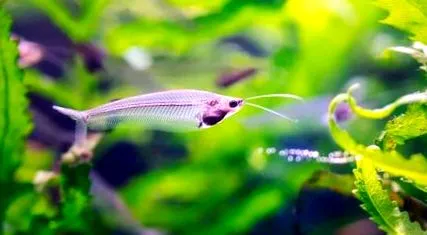 bicirrhis