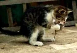 котки