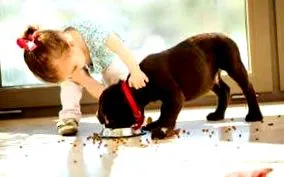 котката