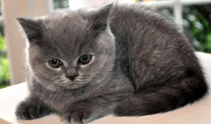 котката