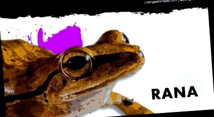 жабата