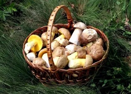 гъбички