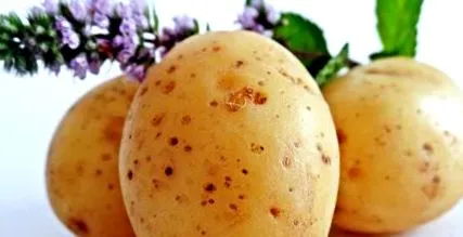 картофи