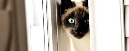 вашата котка