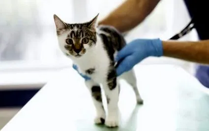 котешки