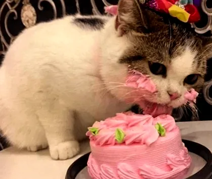 котка