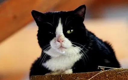 котки