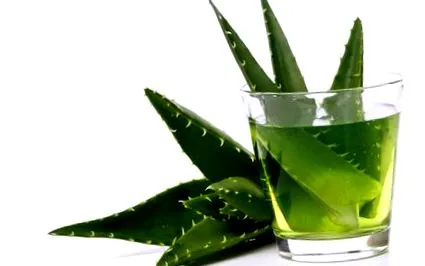 aloe