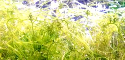 spirulina