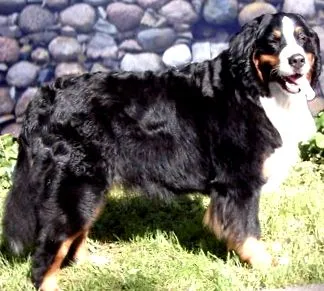 berni