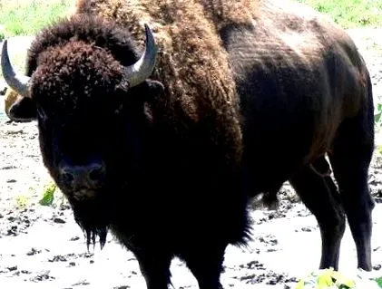 bison