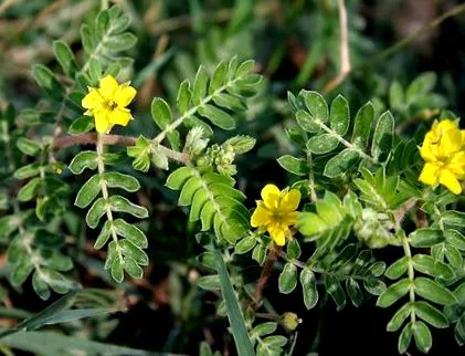 tribulus