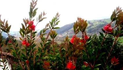 callistemon