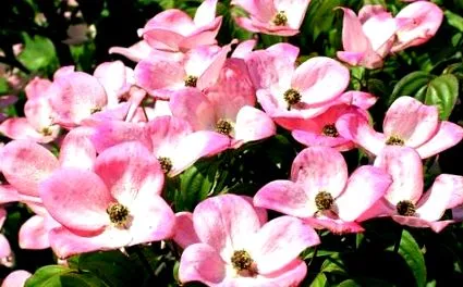 dogwood jellemzői