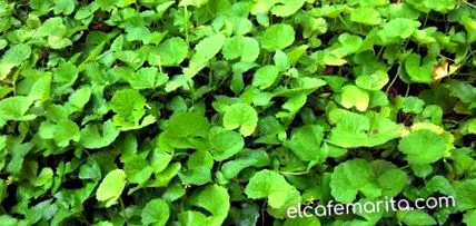 centella