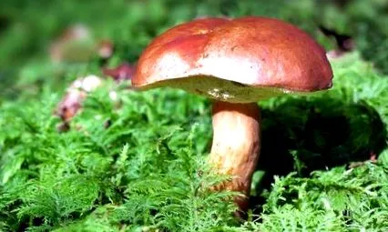 agaricus bisporus