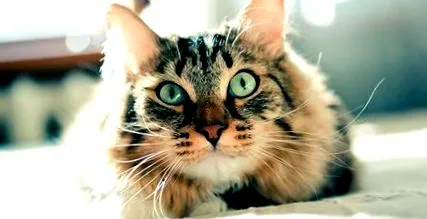kezelése