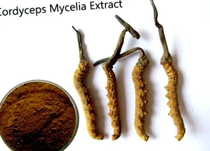 mycelium cordyceps