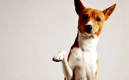 basenji-t