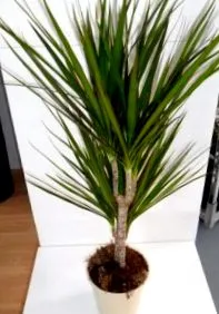 marginata