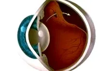 ocularis