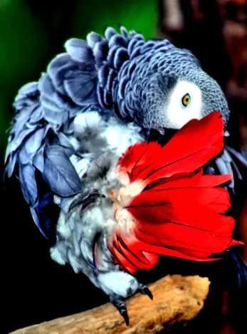 vagy