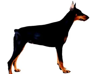ismeri