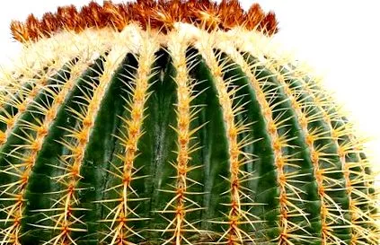 CACTUS CARE