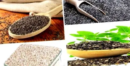 chia