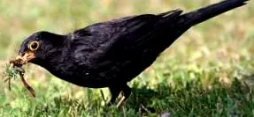 turdus