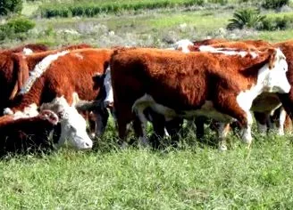 borjú