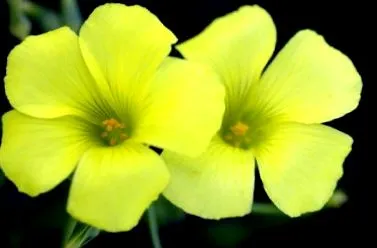 vinagrillo