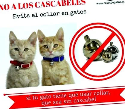 вашата котка