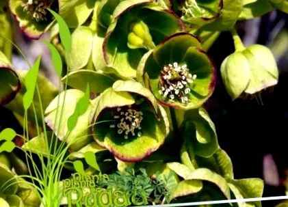 hellebore