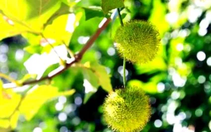 blog