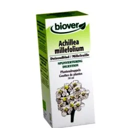 achillea