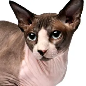 macska