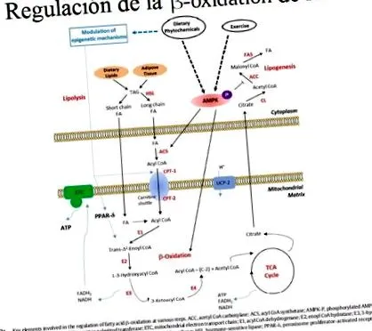 értékelése