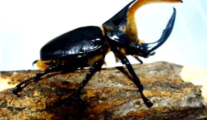 dynastes