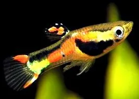 guppy