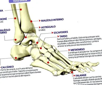calcanealis