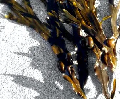 fucus