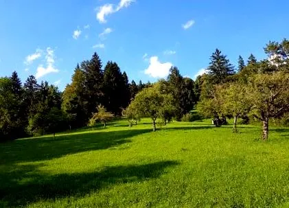 gyümölcslevéllel