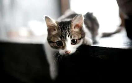 котка