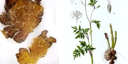 съставки
