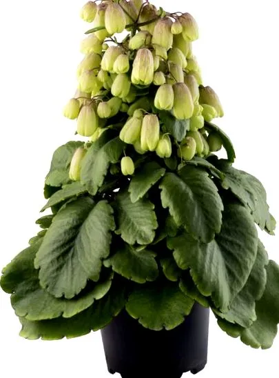 betegségek